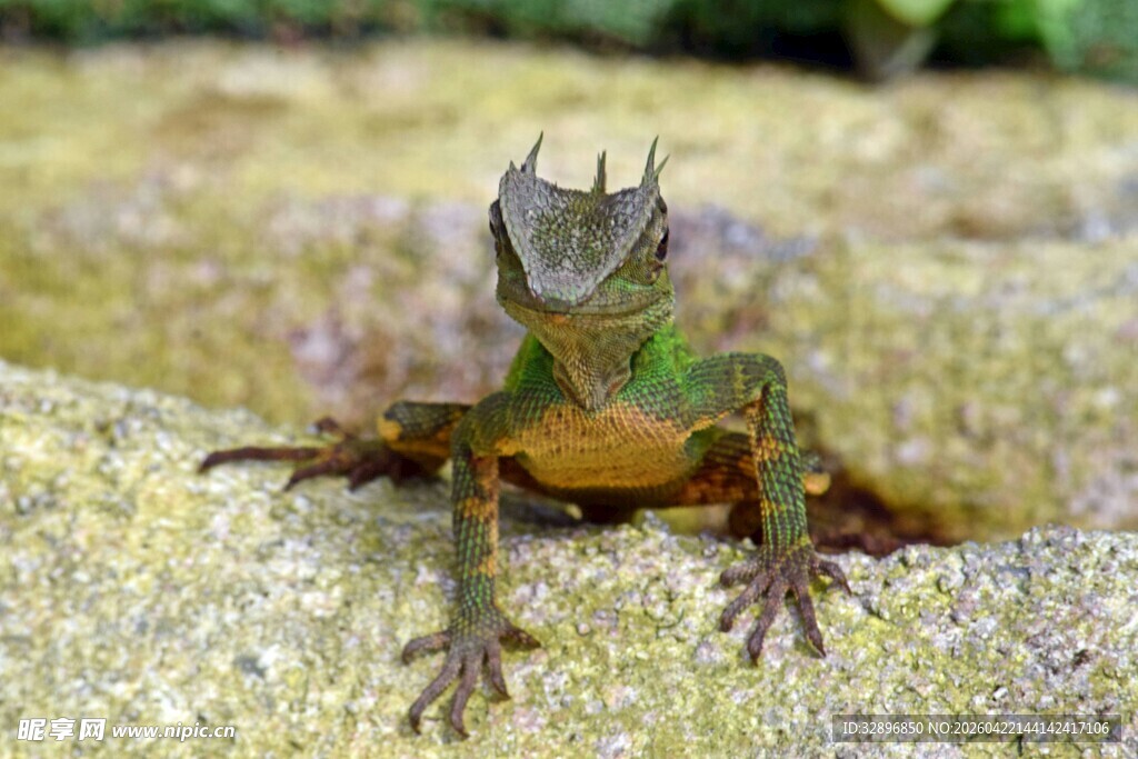 绿色蜥蜴于岩石上特写