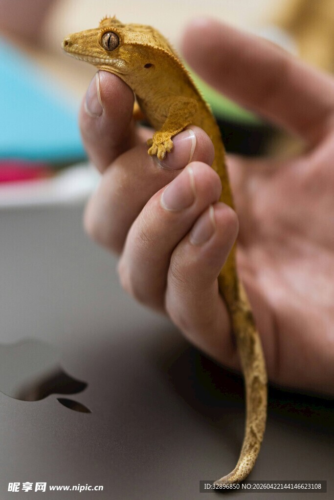 手托金色蜥蜴摆件