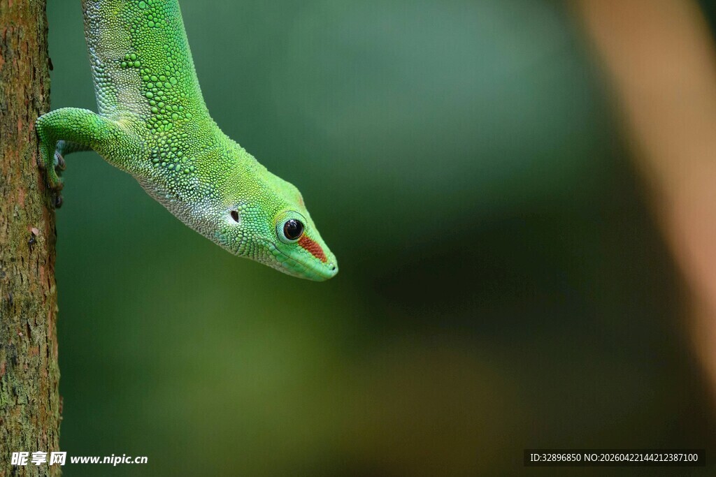 绿色蜥蜴攀附树干特写