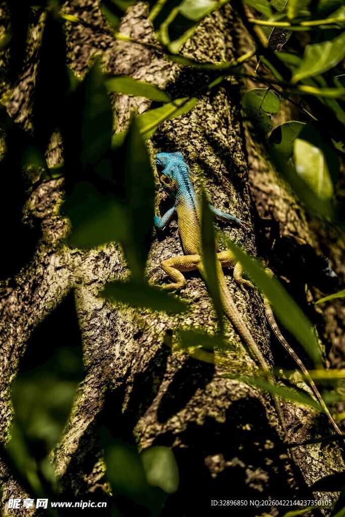 树枝上的多彩蜥蜴