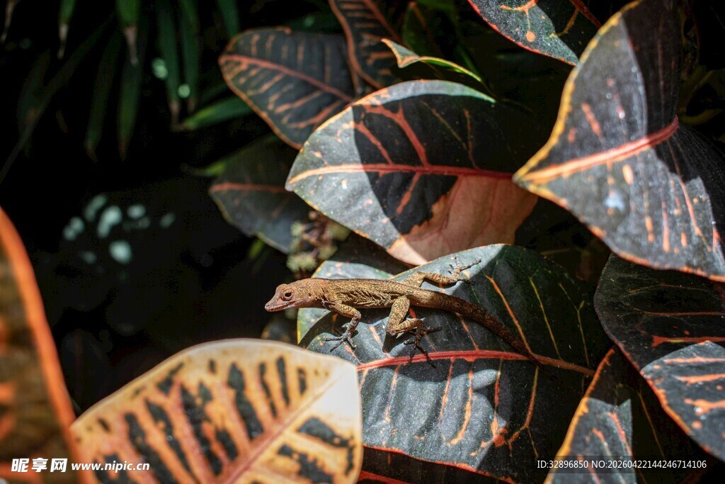 雨林中斑斓叶片特写