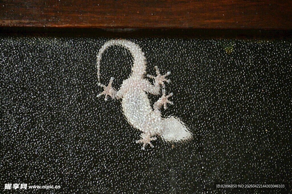 白色壁虎趴在黑色表面上