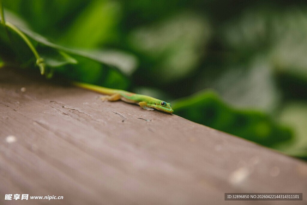 绿叶旁木桌上的小绿虫