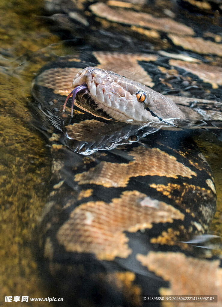盘绕的花纹蟒蛇