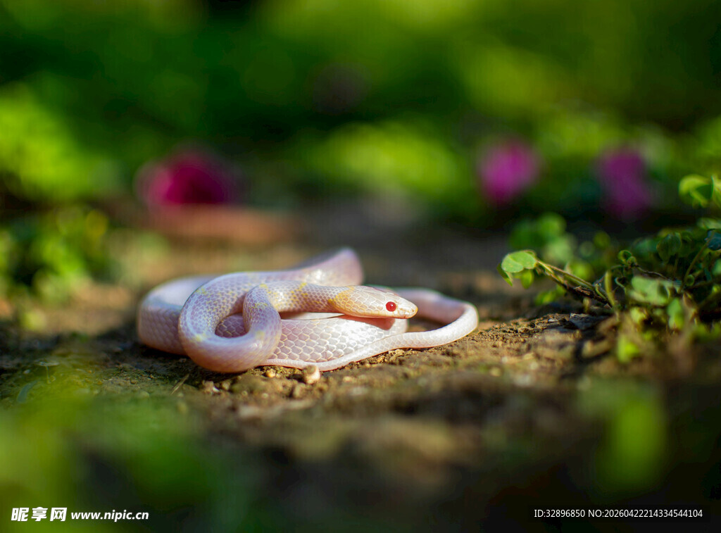 草丛中的粉色蜷曲蛇