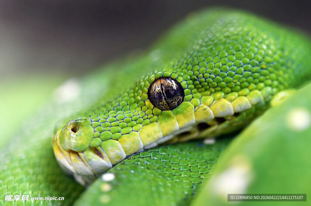 翠绿蜥蜴特写