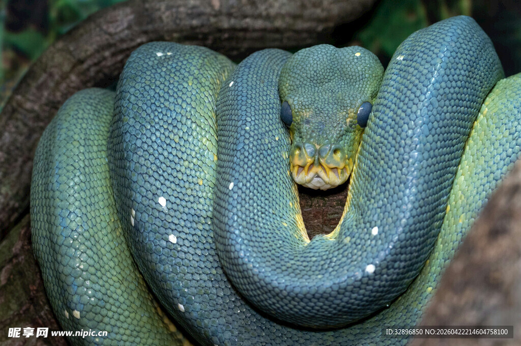 翠绿蟒蛇盘绕姿态展示