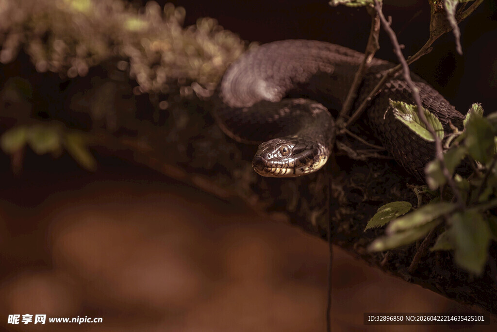 树枝上的神秘黑色小动物