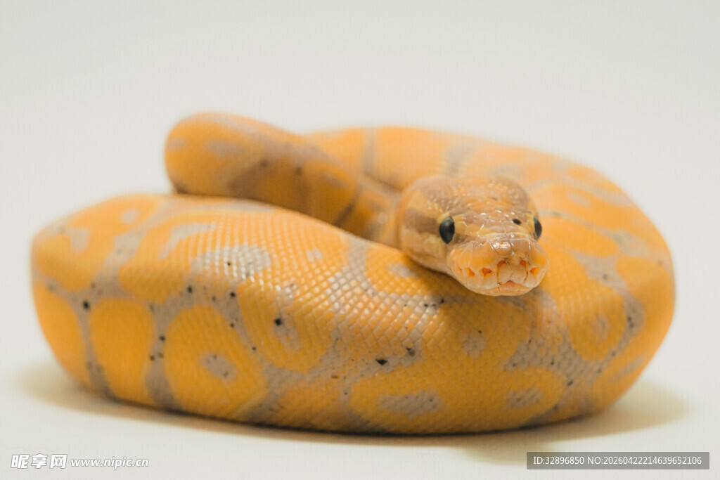 橙色斑点蛇蜷曲特写