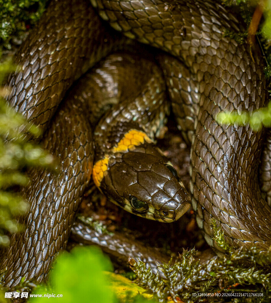 盘绕的黑蛇与橙斑