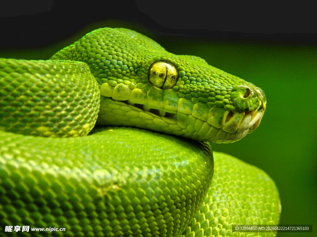 翠绿蟒蛇特写