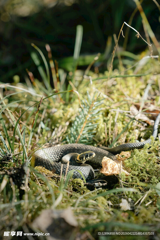 草丛中的两栖动物