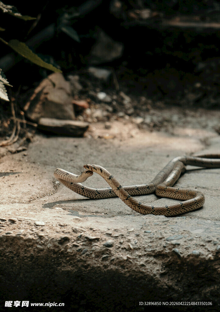 地面上的蜿蜒扭曲树枝