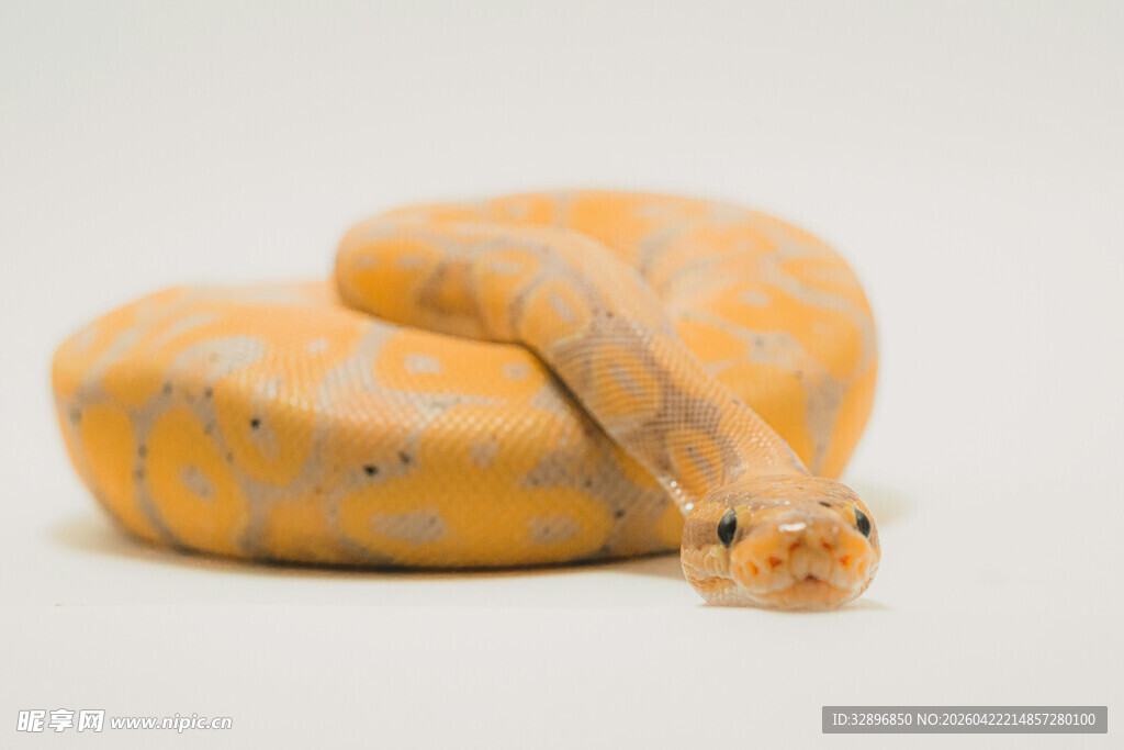 盘绕的橙色蟒蛇