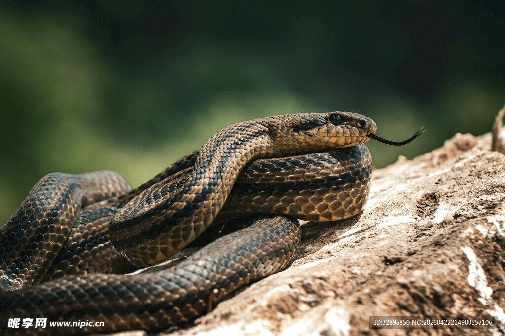 盘卧岩石上的蛇