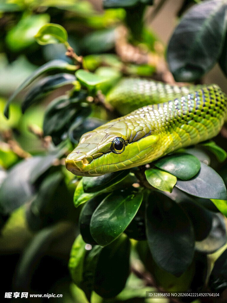 翠绿树枝上的斑斓蛇