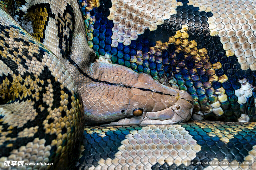 斑斓蟒蛇特写
