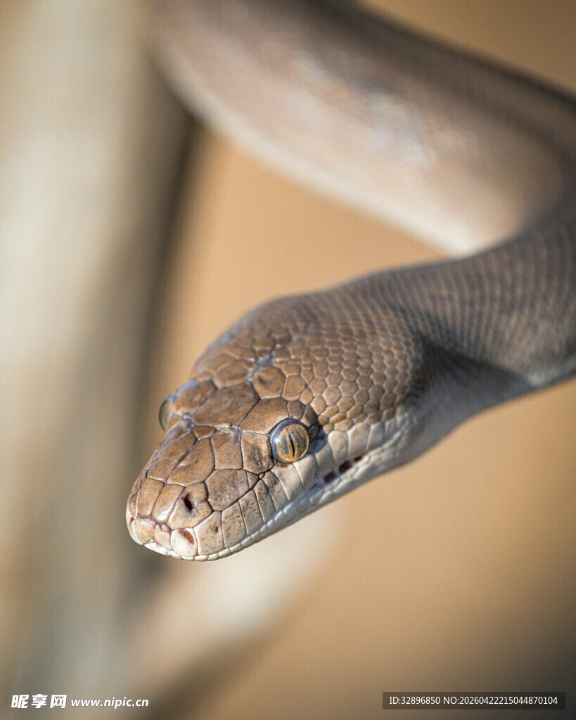 蟒蛇特写
