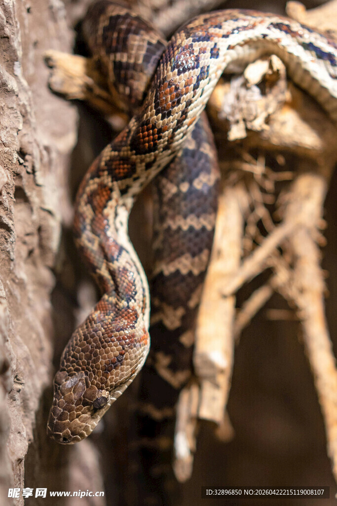 盘绕在岩石上的花纹蛇