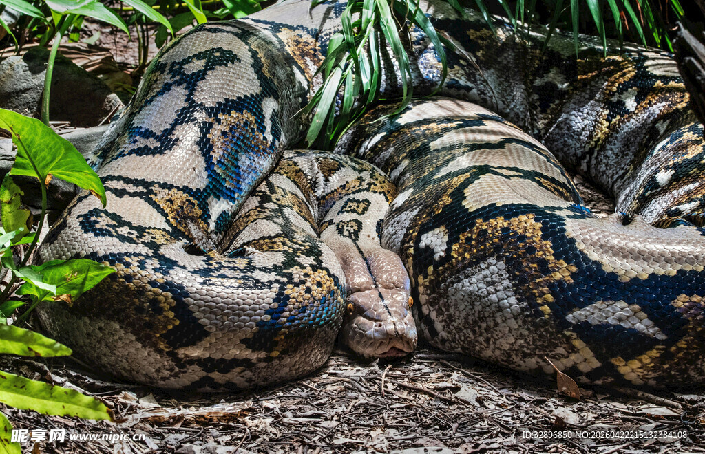 盘卧丛林的花纹巨蟒