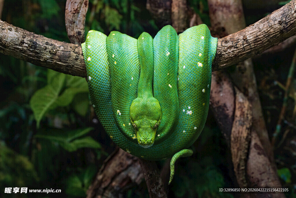 翠绿蟒蛇盘于树枝间