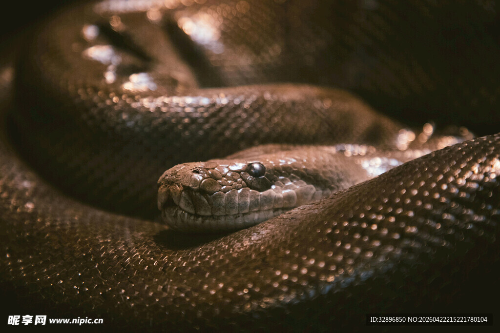 盘绕的棕色蟒蛇