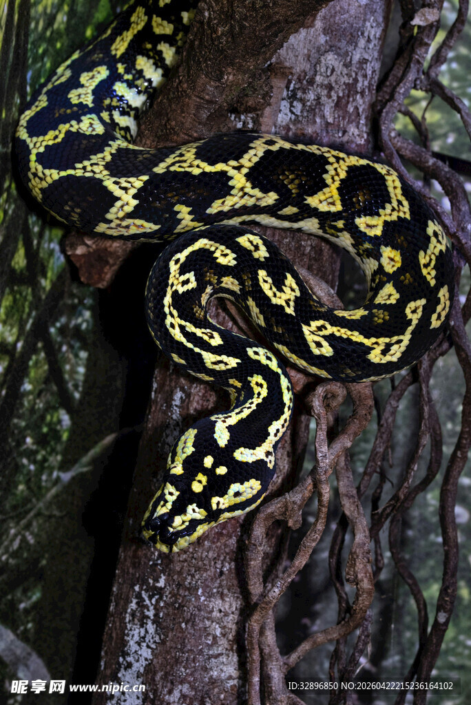 树上的花纹斑斓的蟒蛇