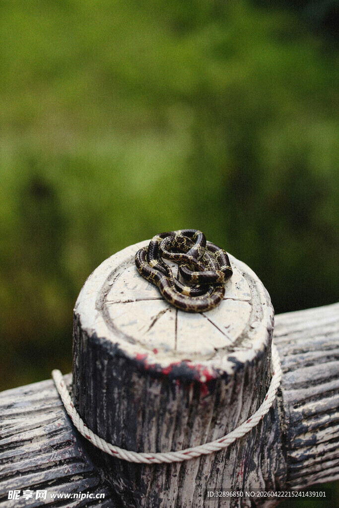 树桩上的精致戒指