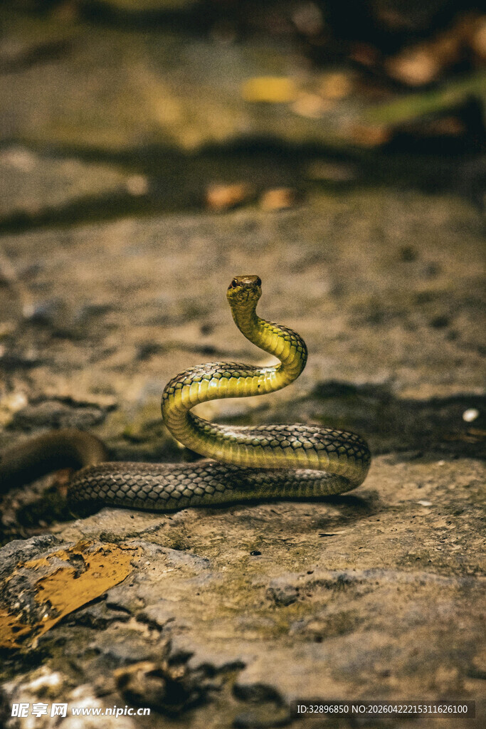 蜿蜒绿蛇盘踞于地面