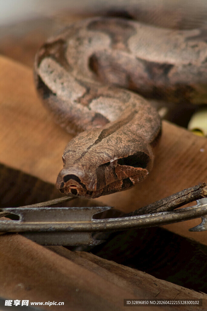 蟒蛇盘踞于工具旁