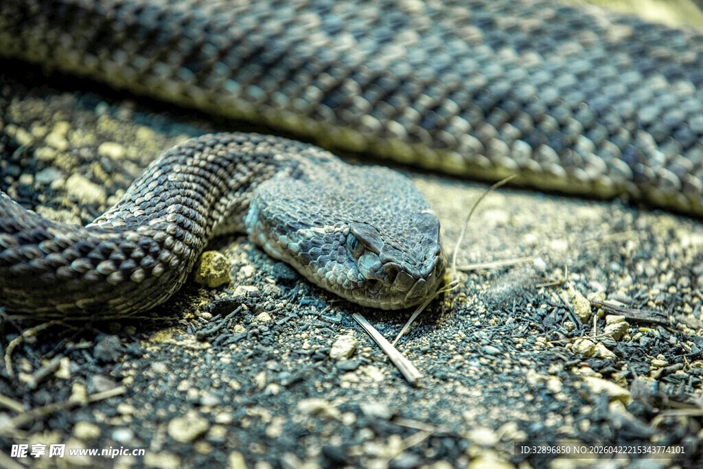 盘卧的灰黑色蛇