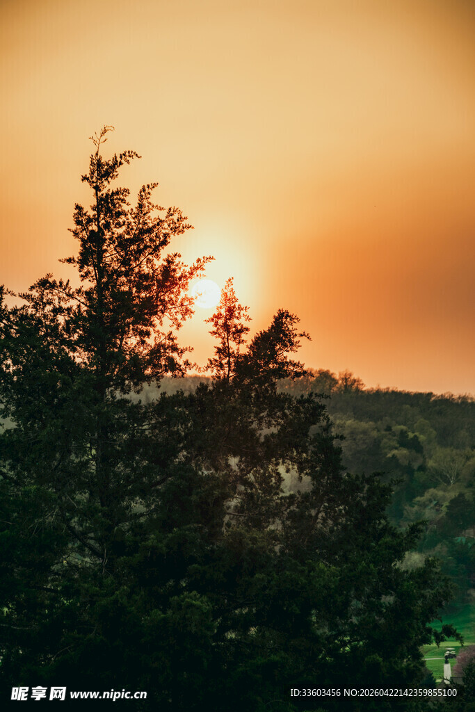 夕阳下的树林美景