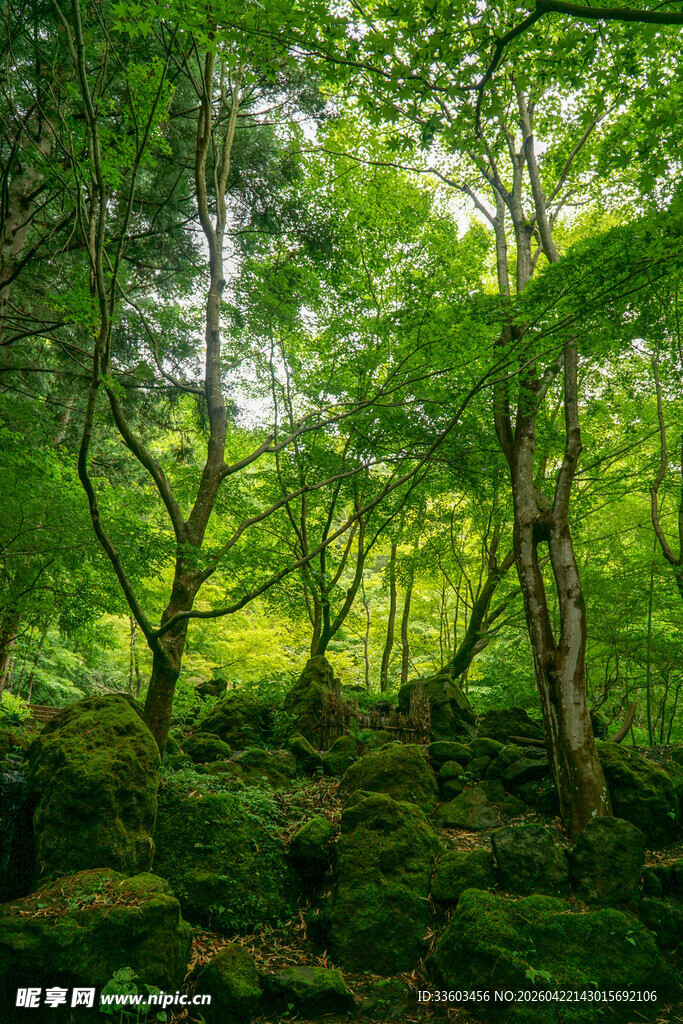 绿意盎然的森林苔藓景观