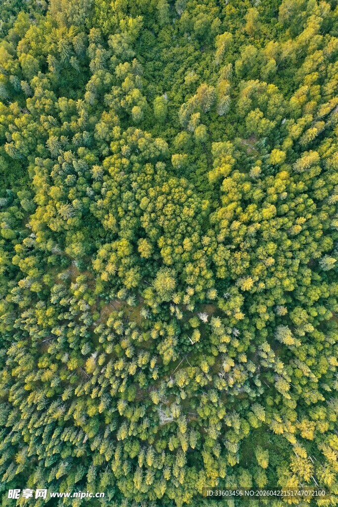 俯瞰茂密森林景观