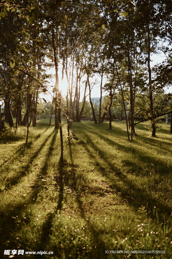 阳光洒落林间的静谧美景