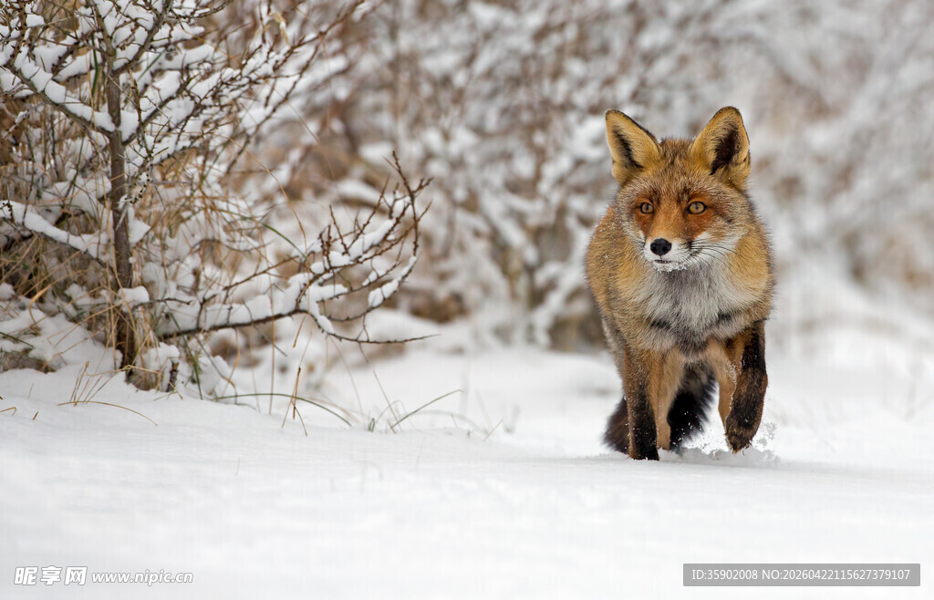 雪地中的赤狐