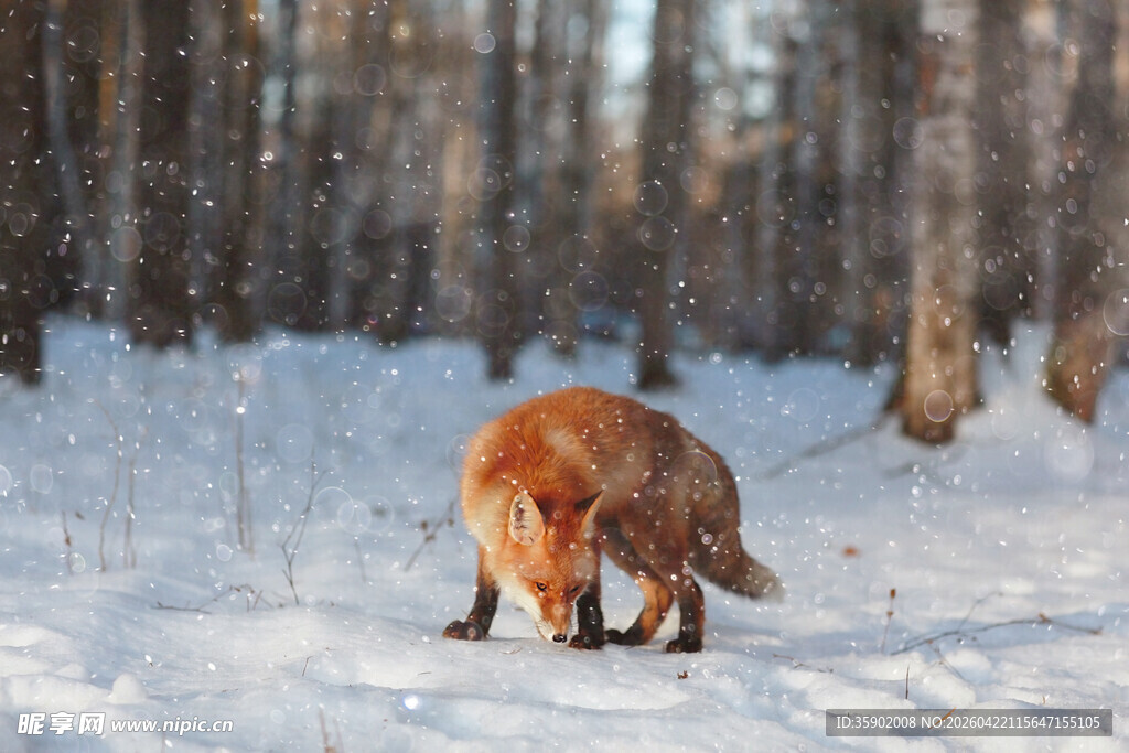 雪地中觅食的红狐狸