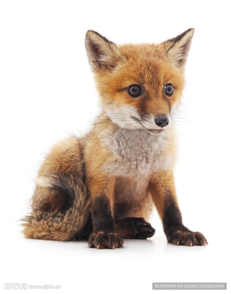 可爱小狐狸坐立