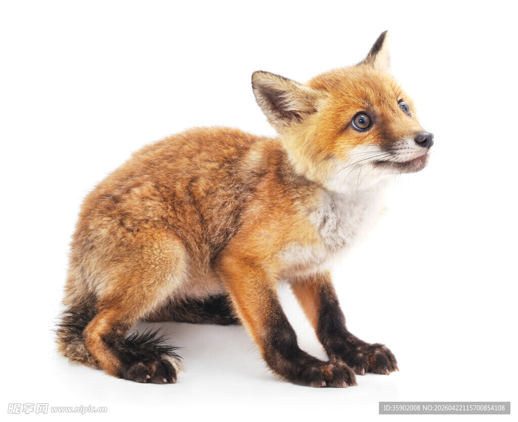 可爱小狐狸端坐