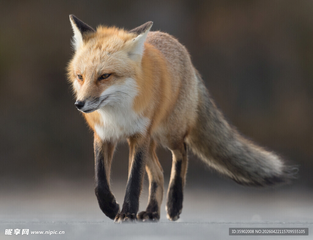 雪地中跳跃的红狐狸