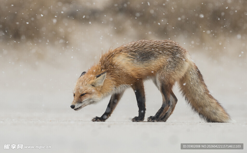 雪地中觅食的红狐