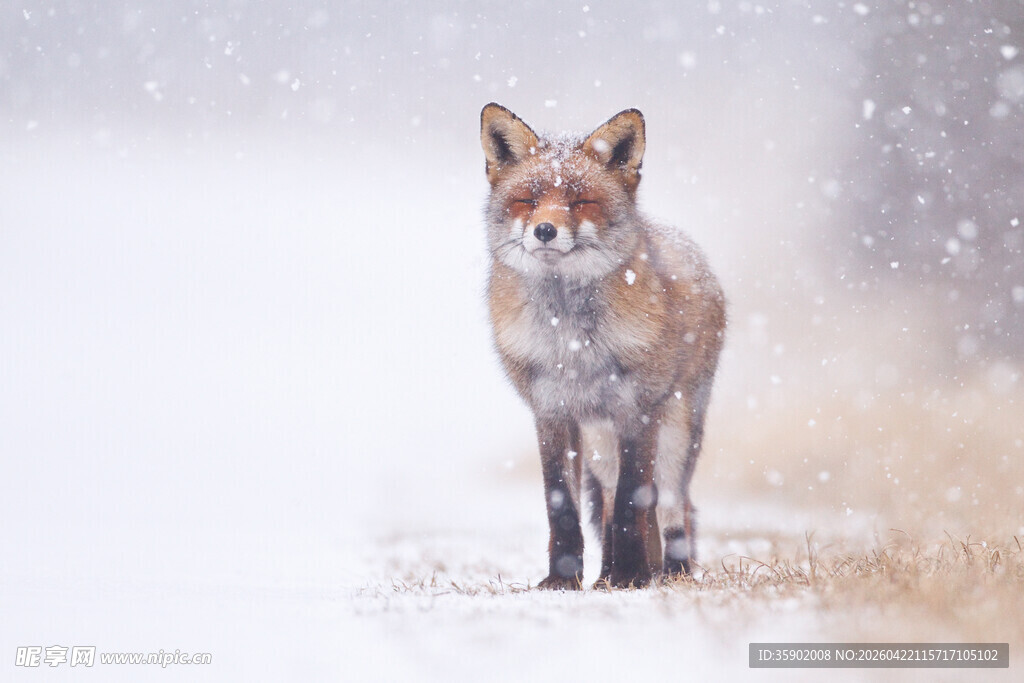 雪地中的红狐