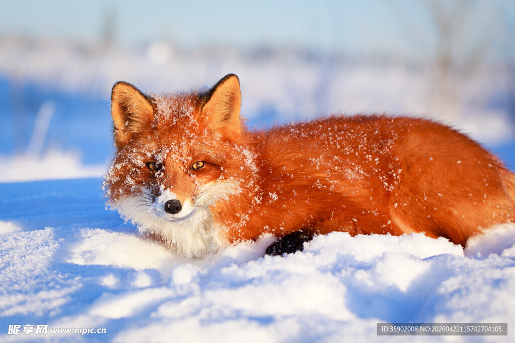 雪地中的红狐狸