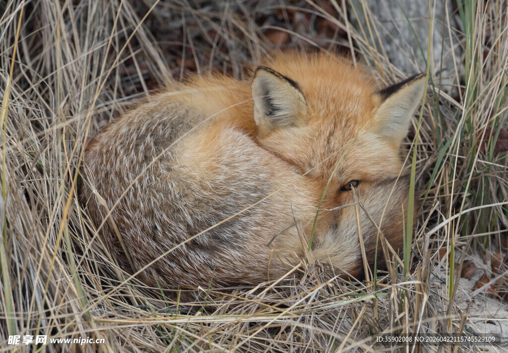 蜷缩休憩的红狐