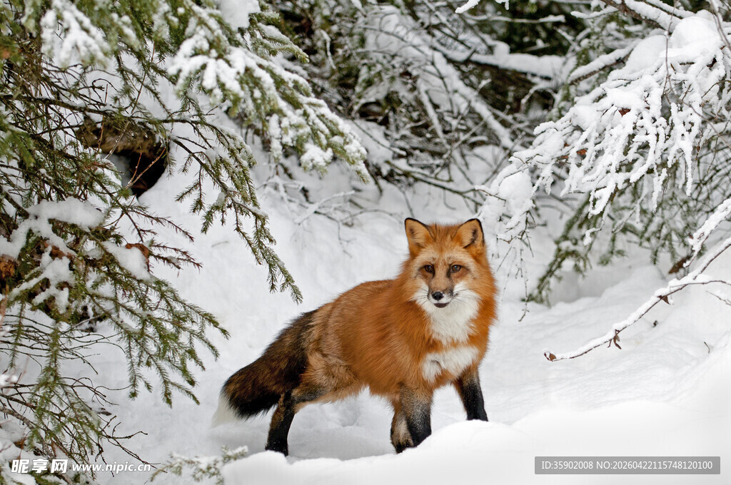 雪地中的红狐