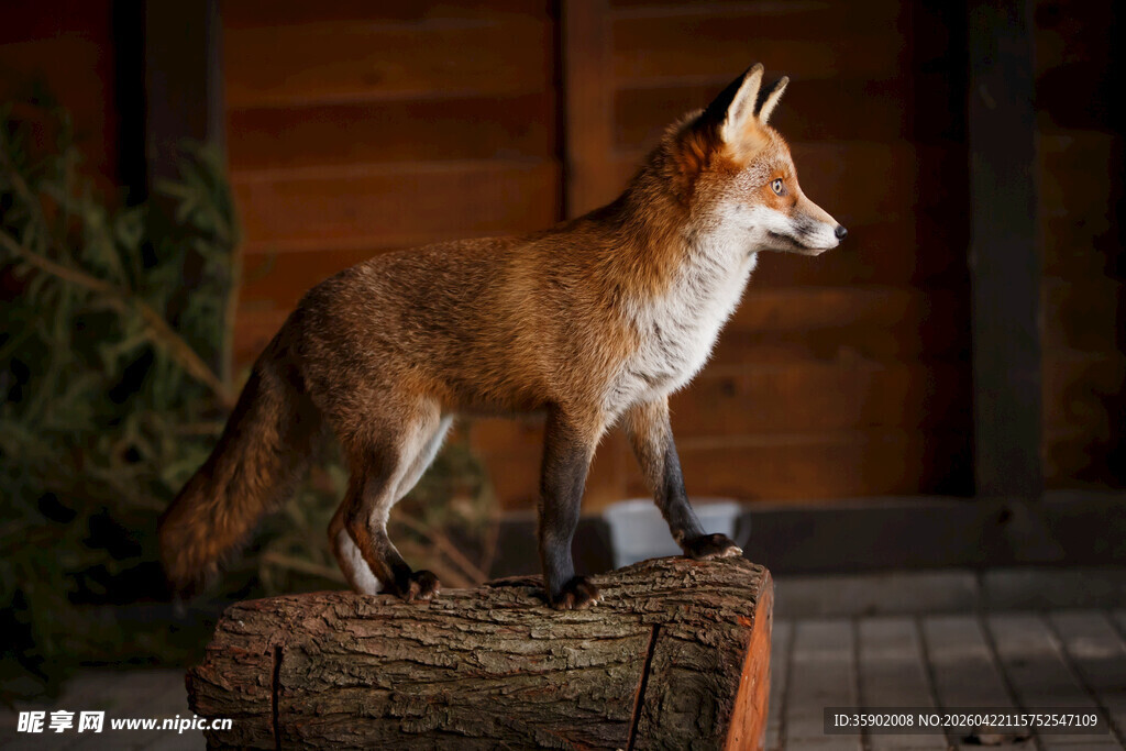 站立在树桩上的红狐狸