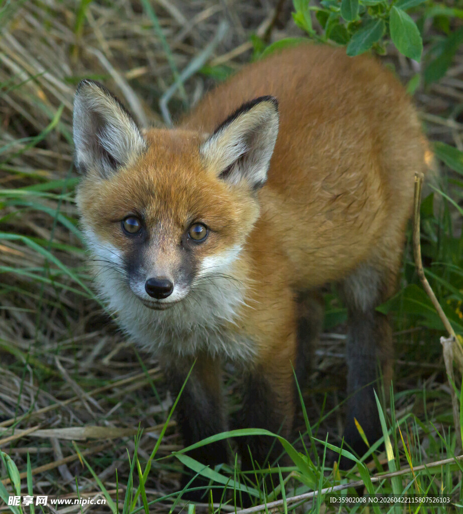 草丛中的可爱小狐狸