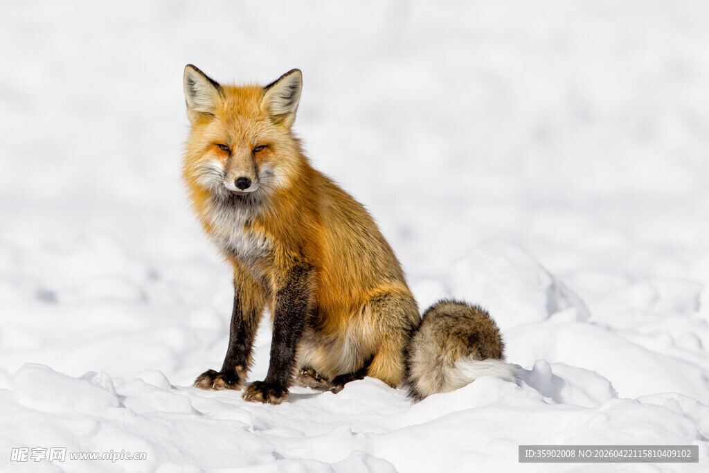 雪地中的红狐狸