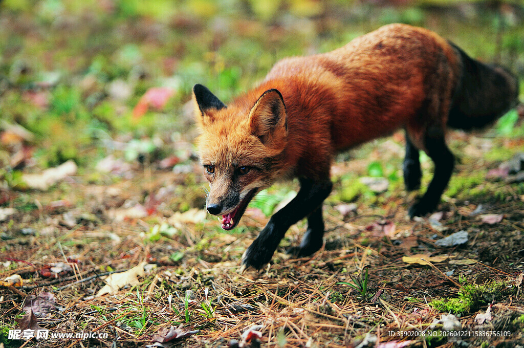 野外奔跑的红狐狸
