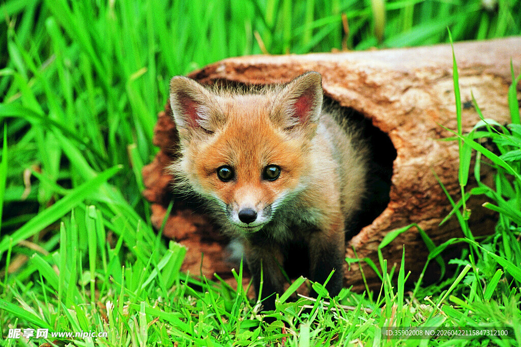 草丛树洞中的小狐狸